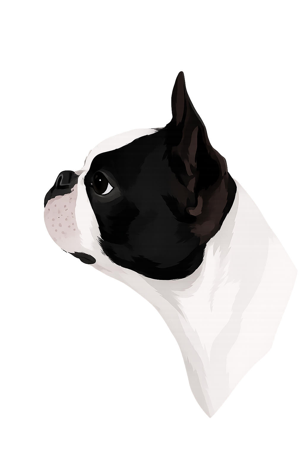            Boston Terrier