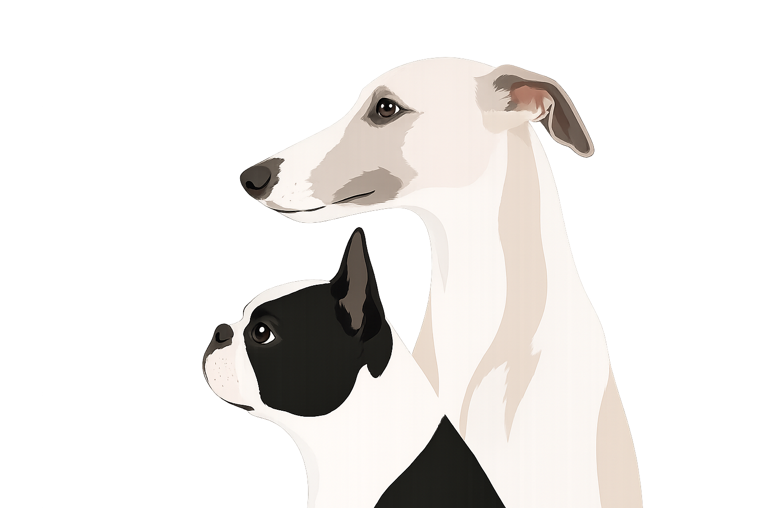            Boston Terrier & Whippet